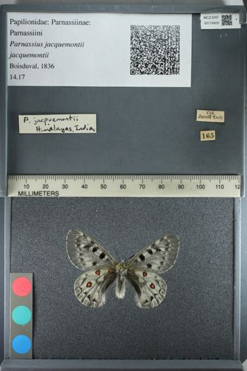 Media type: image;   Entomology 174603
